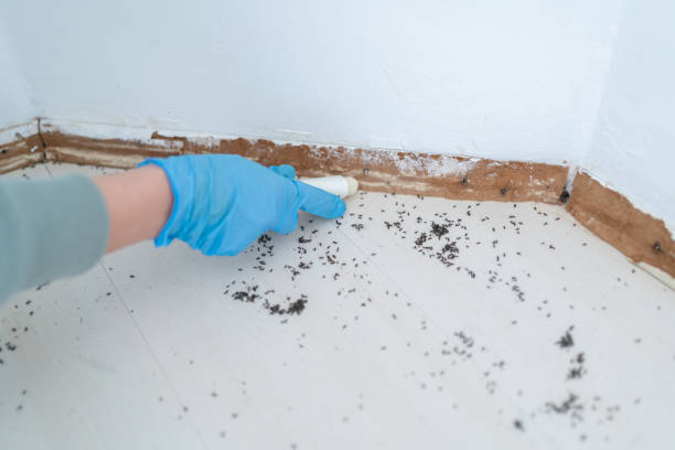 Best Wasp Removal Services  in Northlake, TX